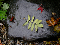 leaf on rock